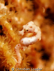 Hippocampus denise - At Seaventures at Mabul island in  S... by Christian Loader 